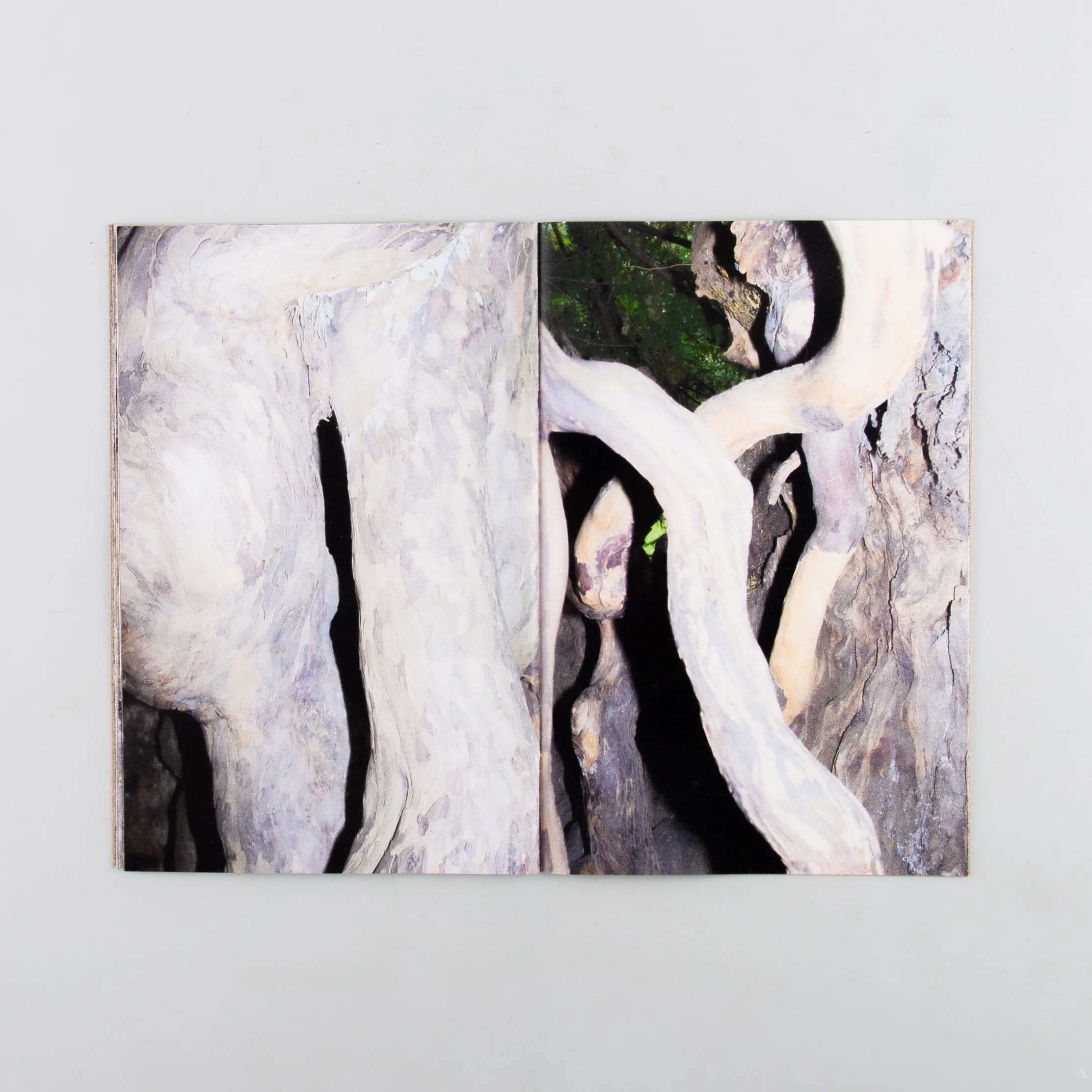 Yew - Image 3