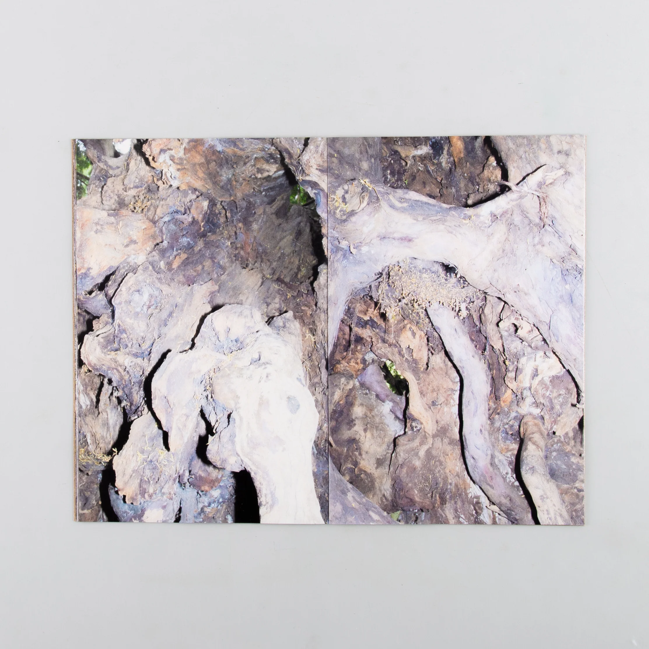 Yew - Image 4