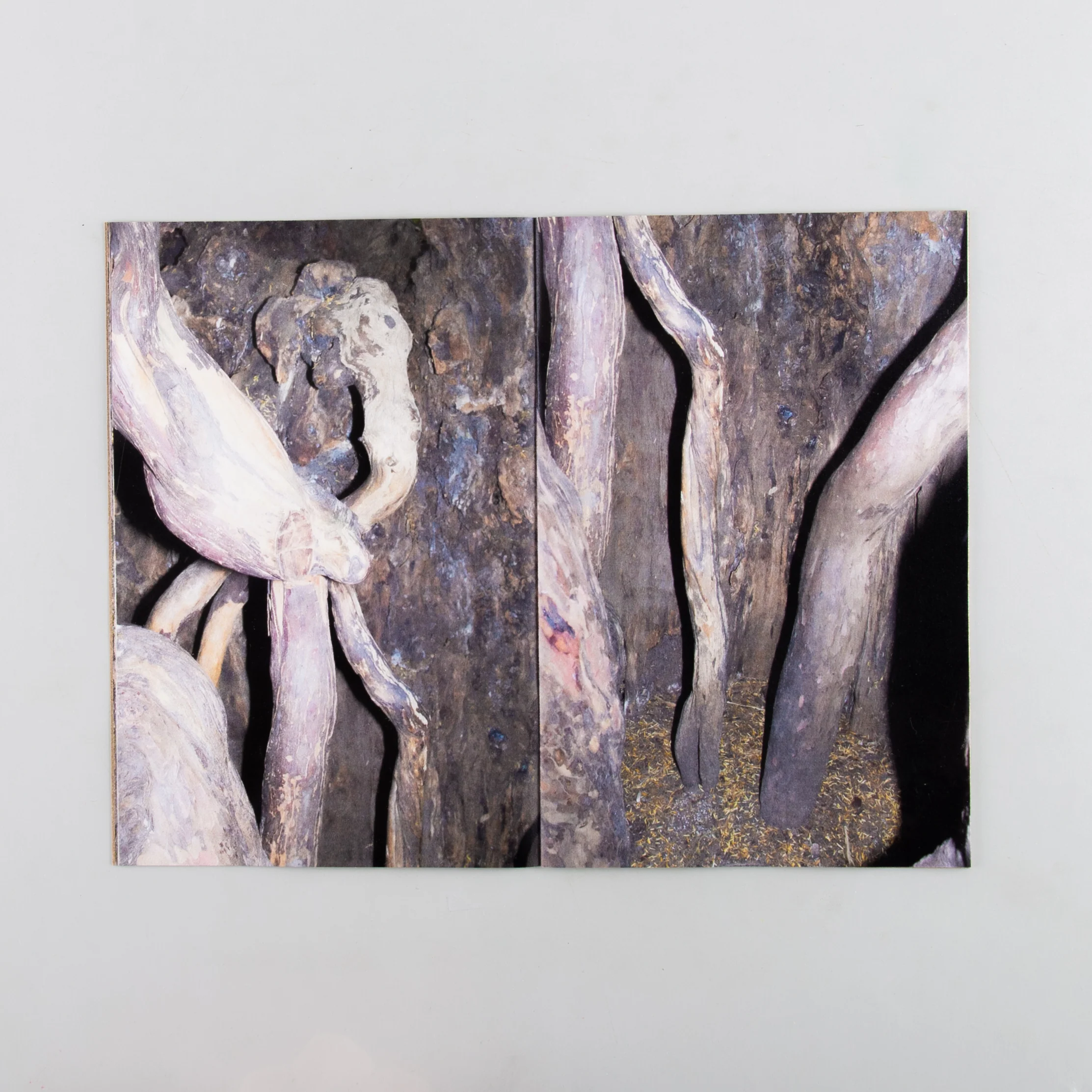 Yew - Image 5
